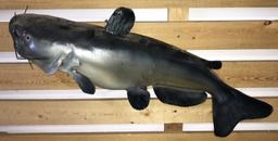 Taxidermy Blue Catfish