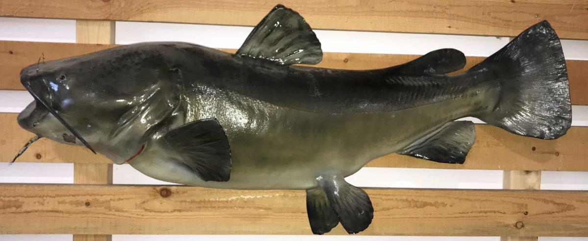 Taxidermy Blue Catfish