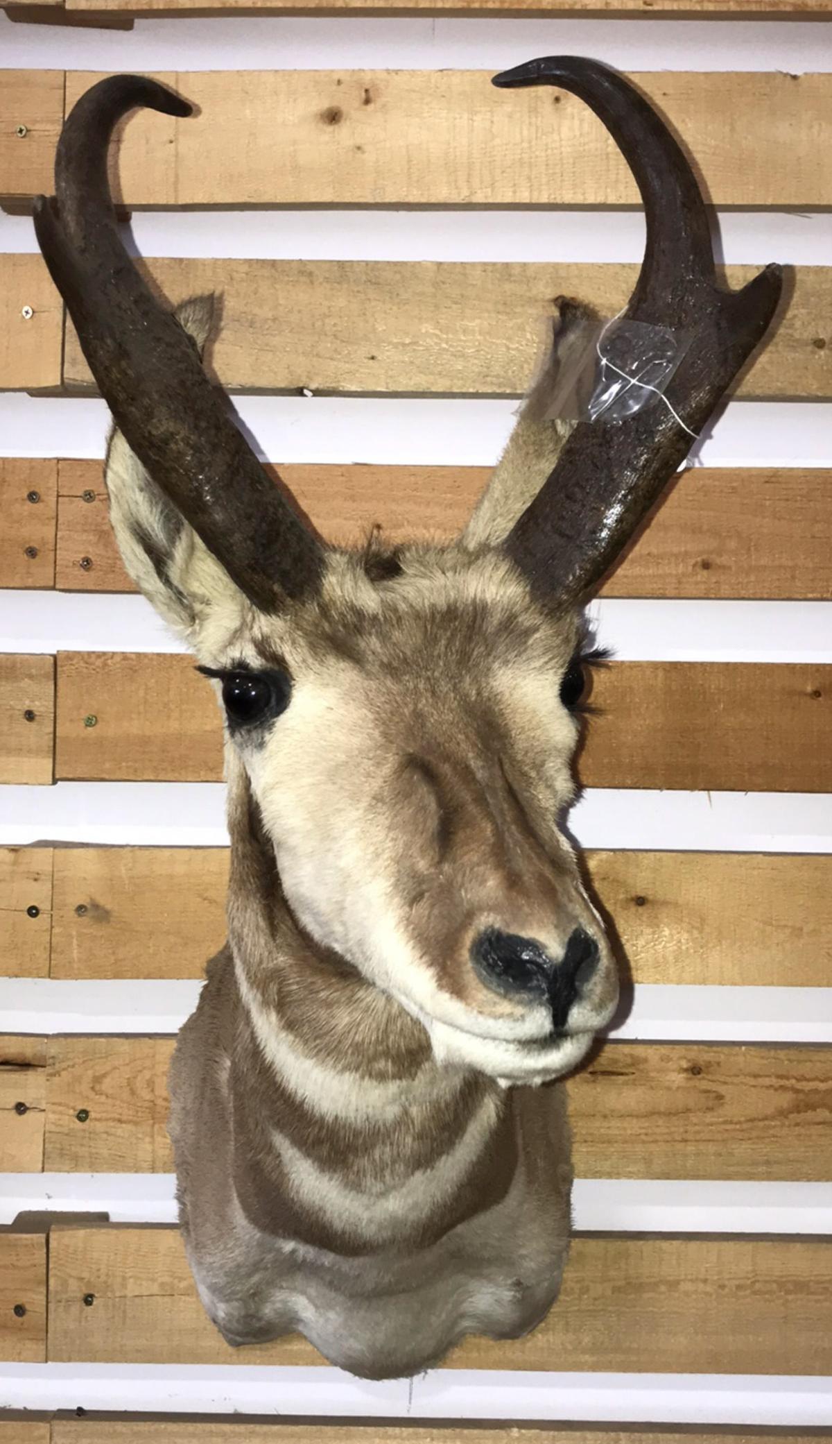 Pronghorn Shoulder Mount