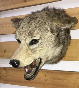 Coyote Head Mount