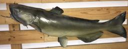 Taxidermy Channel Catfish