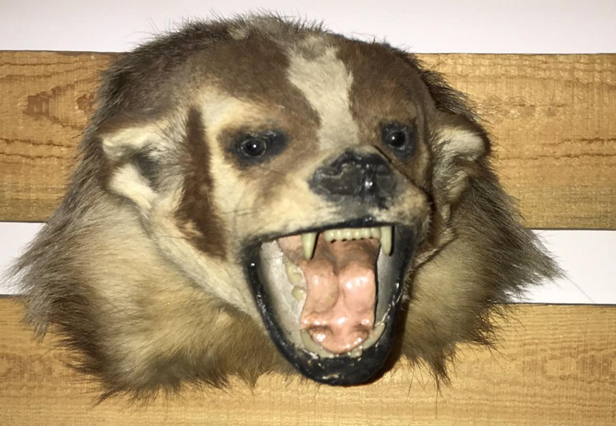 Taxidermy Badger Head Mount