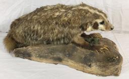 Taxidermy Badger