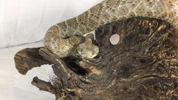 Large Taxidermy Rattlesnake