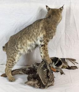 Taxidermy Bobcat