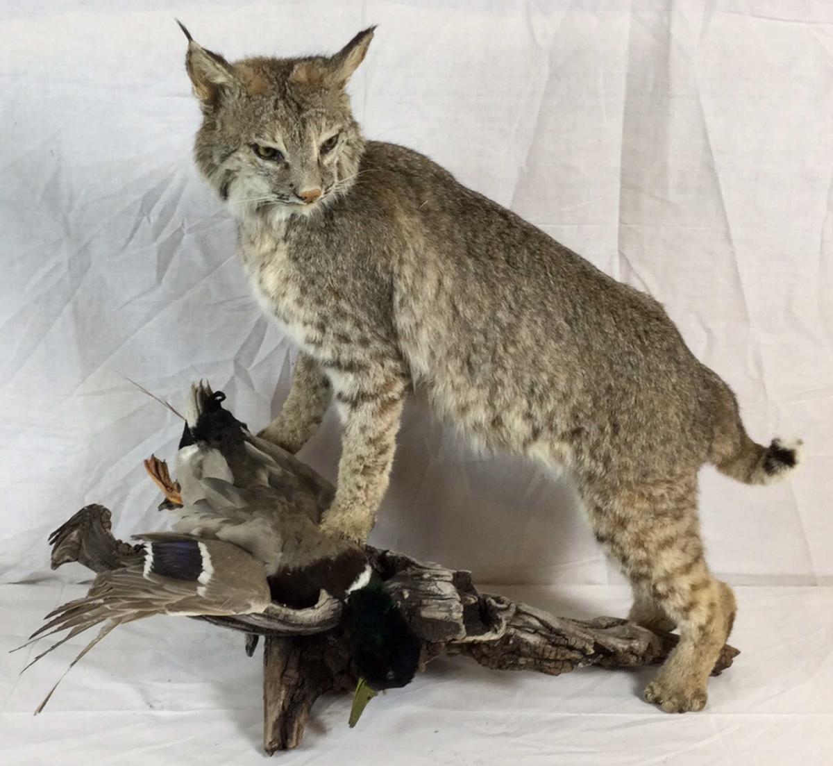 Taxidermy Bobcat