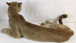 Large Taxidermy  Mountain Lion