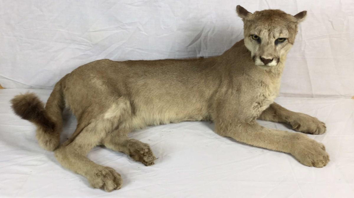 Large Taxidermy  Mountain Lion