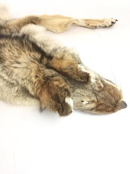 Coyote Tanned Fur Hide Pelt