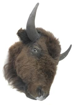 Taxidermy Buffalo Head Mount